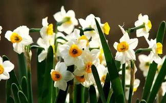 水仙花爆料视频大全最新,揭秘娱乐圈幕后真相 第2张 水仙花爆料视频大全最新,揭秘娱乐圈幕后真相 第2张